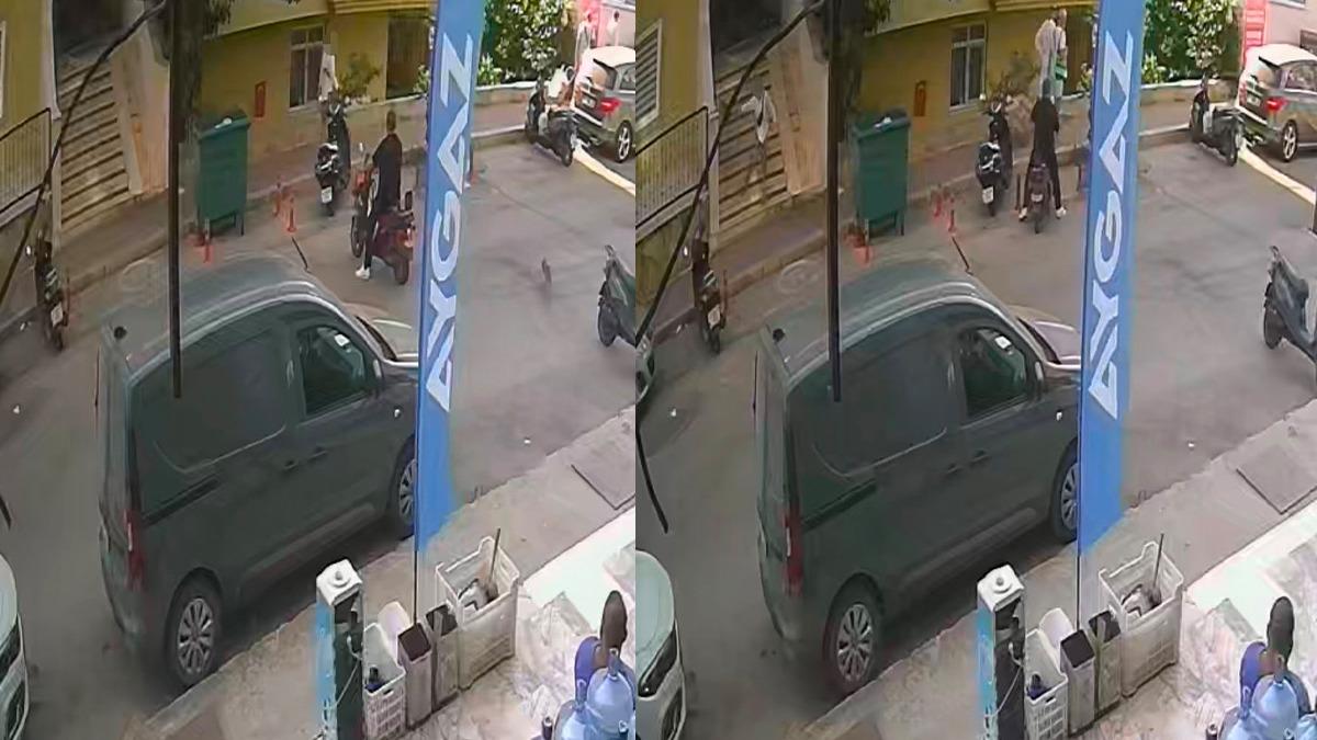 Alanya Hayvan Vahşeti